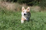 CORGI PEMBROKE 352